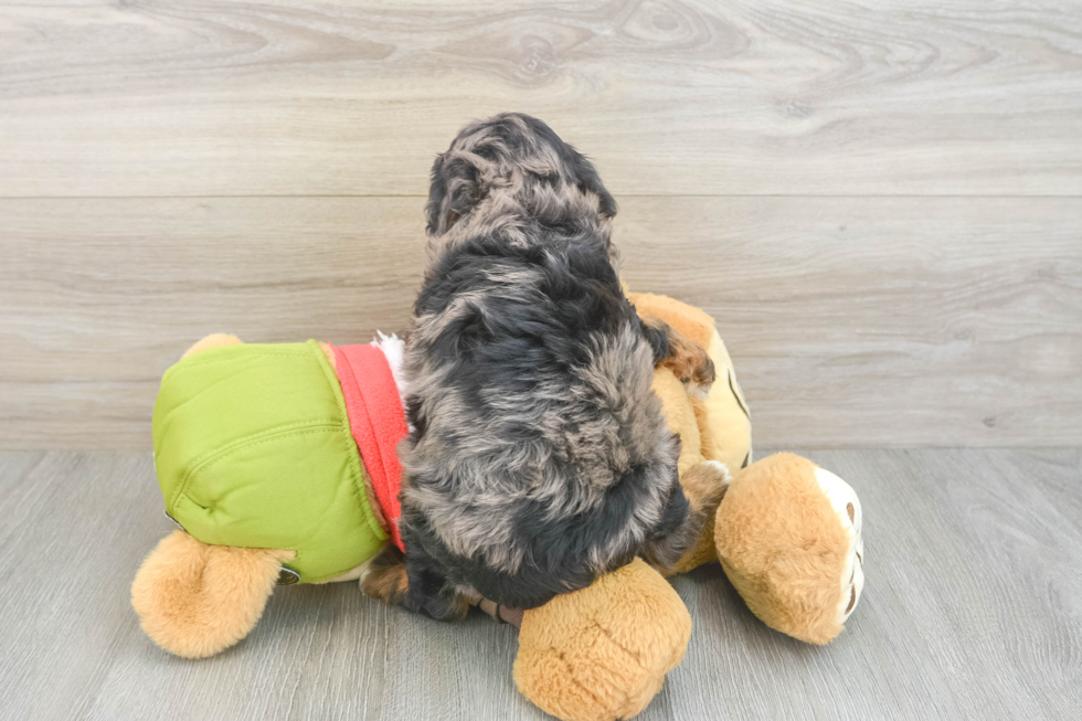Fluffy Cavapoo Poodle Mix Pup