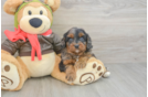 Cavapoo Puppy for Adoption