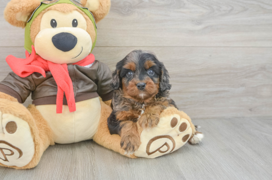 Cavapoo Puppy for Adoption
