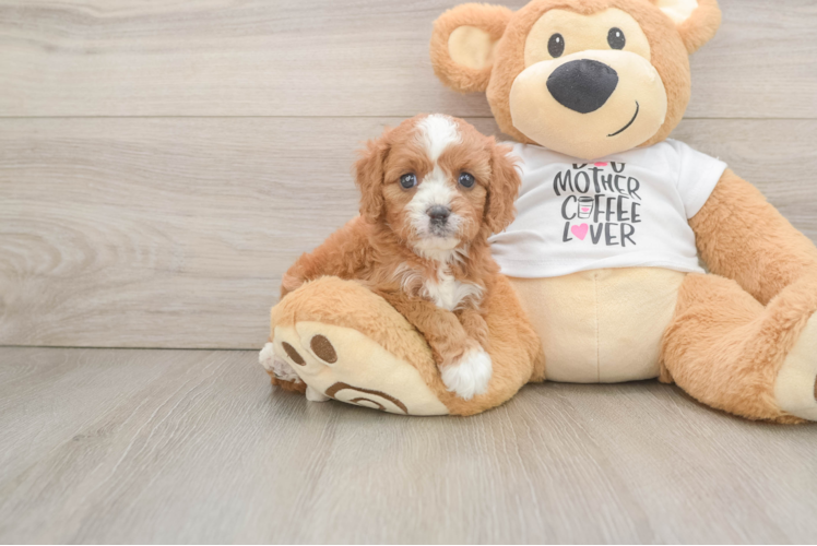 Cavapoo Puppy for Adoption