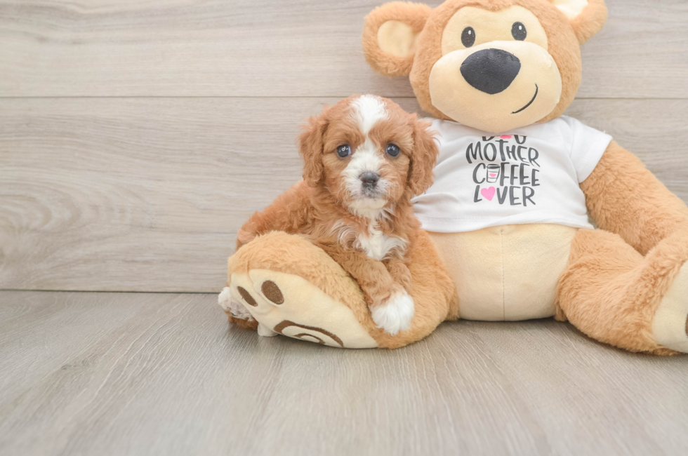 6 week old Cavapoo Puppy For Sale - Lone Star Pups