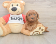 7 week old Cavapoo Puppy For Sale - Lone Star Pups