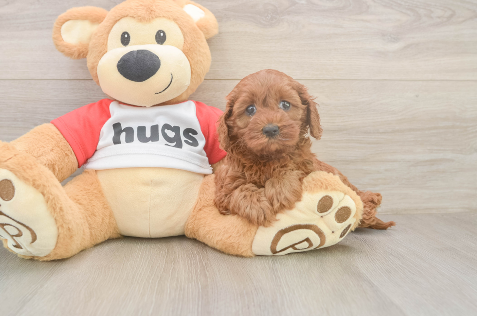 6 week old Cavapoo Puppy For Sale - Lone Star Pups