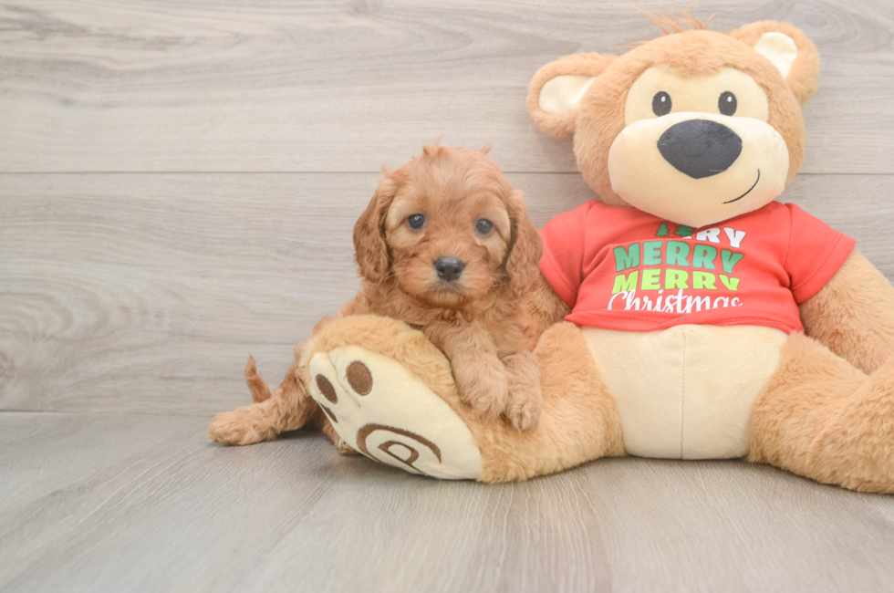 5 week old Cavapoo Puppy For Sale - Lone Star Pups