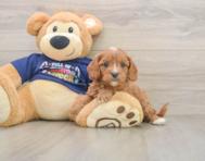 6 week old Cavapoo Puppy For Sale - Lone Star Pups