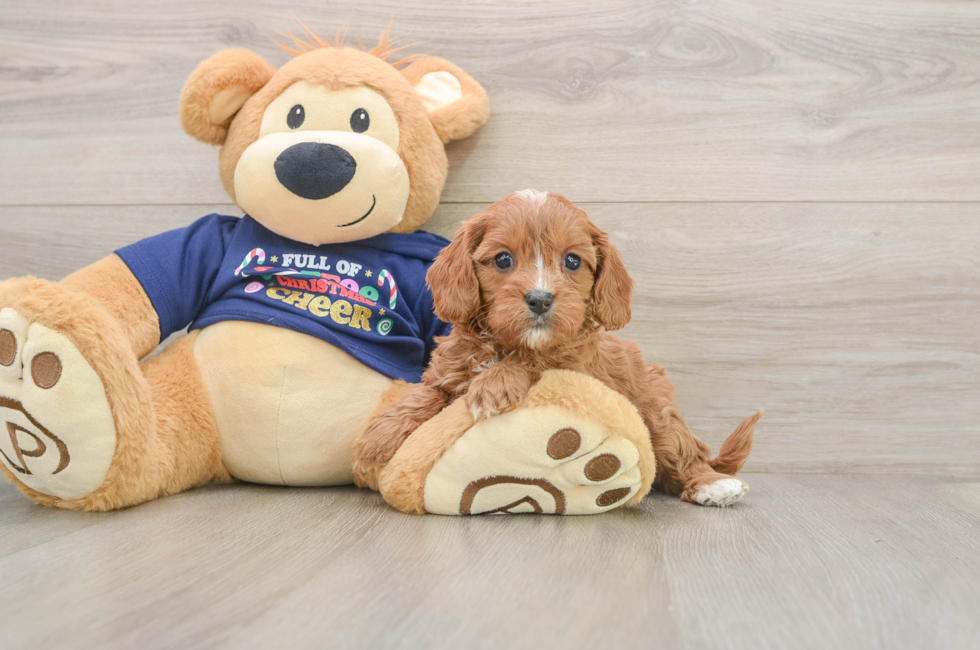 5 week old Cavapoo Puppy For Sale - Lone Star Pups