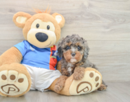 9 week old Cavapoo Puppy For Sale - Lone Star Pups