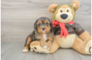 Cute Cavapoo Baby