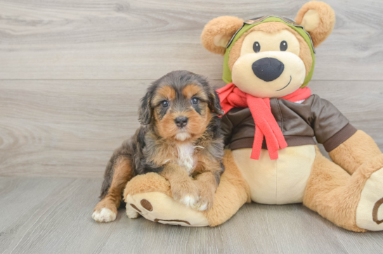 Cute Cavapoo Baby