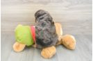 Cavapoo Puppy for Adoption