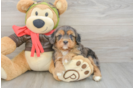 Petite Cavapoo Poodle Mix Pup