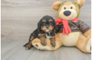 Happy Cavapoo Baby