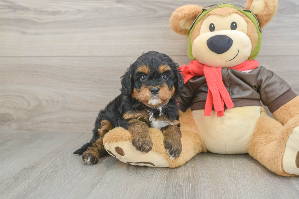 Happy Cavapoo Baby