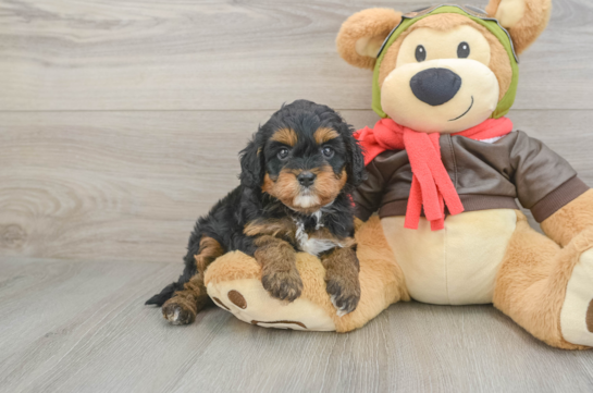 Happy Cavapoo Baby