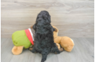 Cavapoo Puppy for Adoption