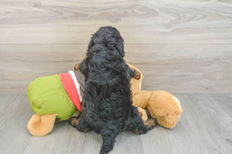 Cavapoo Puppy for Adoption