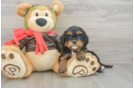 Best Cavapoo Baby