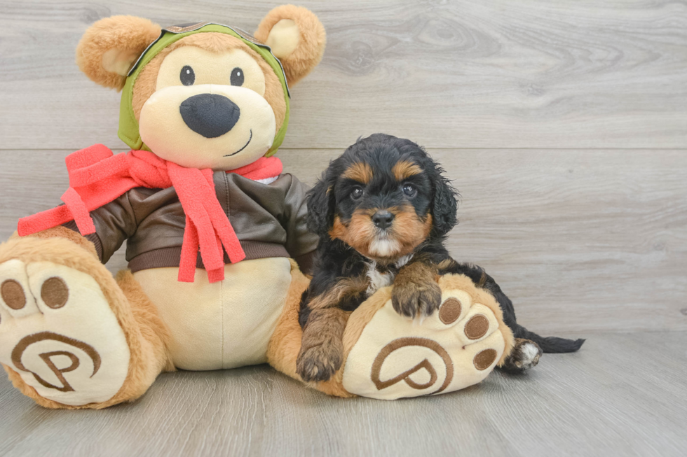 Best Cavapoo Baby