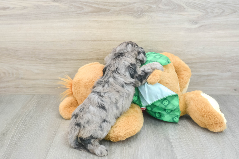 Cavapoo Pup Being Cute