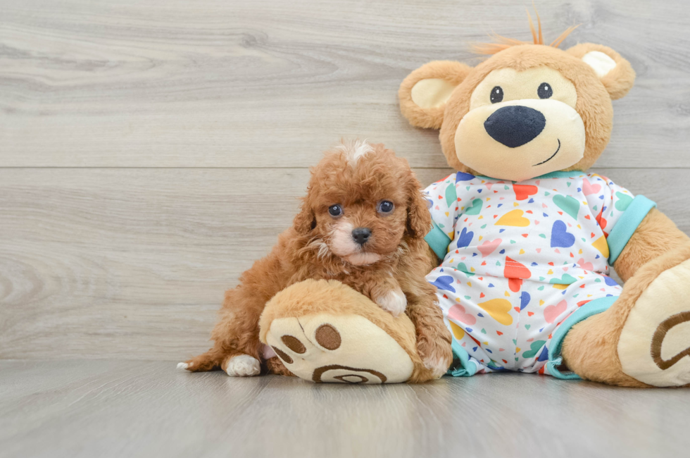 6 week old Cavapoo Puppy For Sale - Lone Star Pups