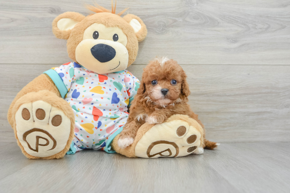 Adorable Cavalier King Charles Spaniel and Poodle Mix Poodle Mix Puppy