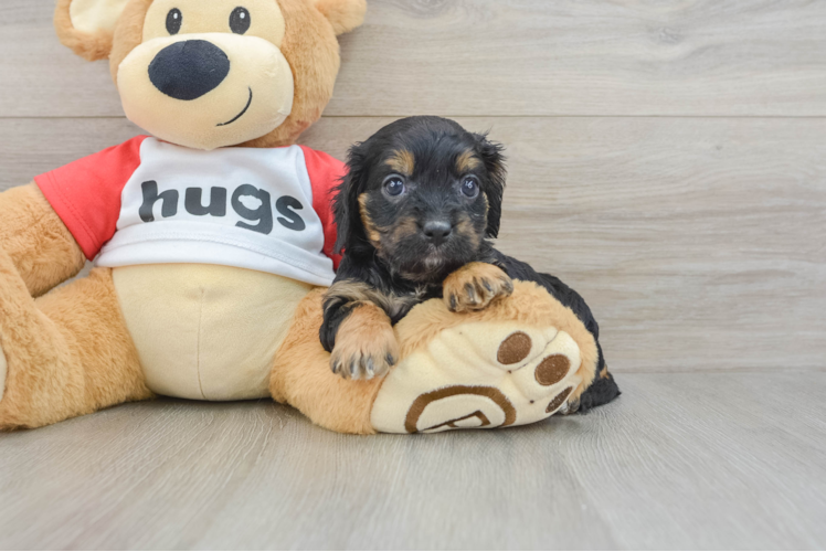 Petite Cavapoo Poodle Mix Pup