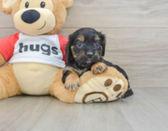 8 week old Cavapoo Puppy For Sale - Lone Star Pups