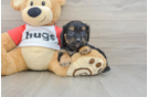 Petite Cavapoo Poodle Mix Pup