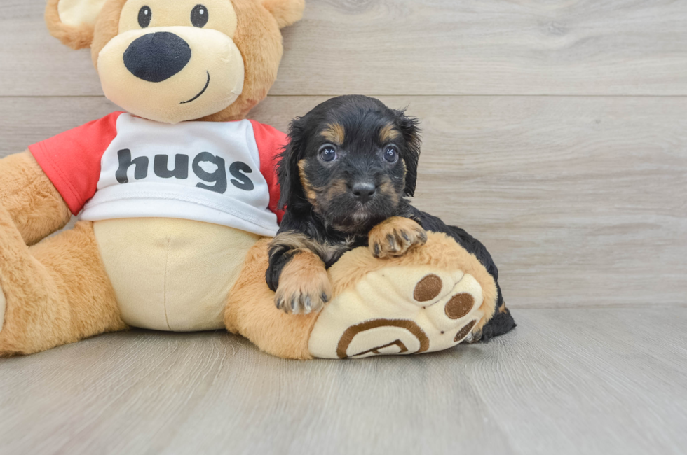 7 week old Cavapoo Puppy For Sale - Lone Star Pups