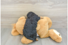 Cavapoo Pup Being Cute