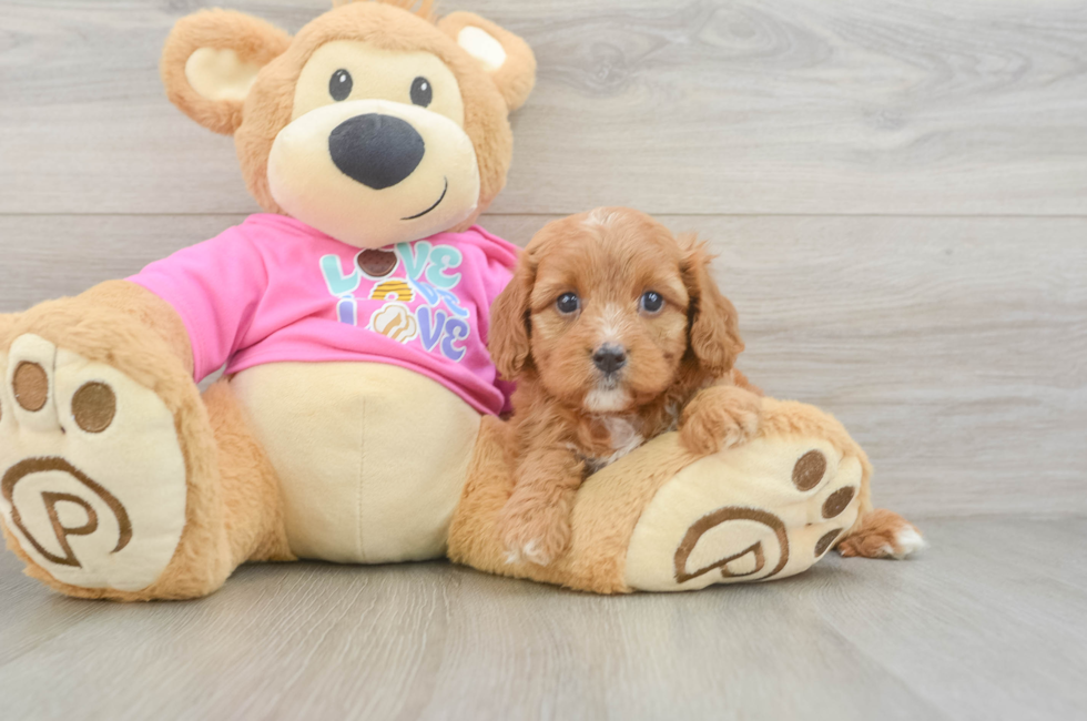 6 week old Cavapoo Puppy For Sale - Lone Star Pups