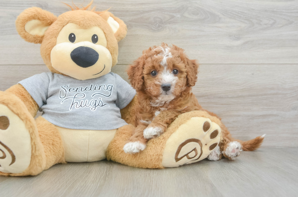 6 week old Cavapoo Puppy For Sale - Lone Star Pups