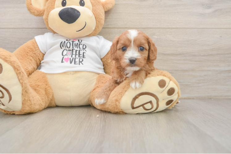 Friendly Cavapoo Baby