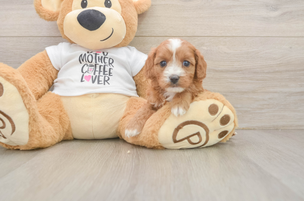 6 week old Cavapoo Puppy For Sale - Lone Star Pups