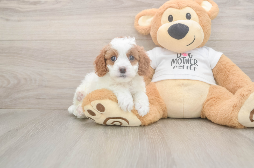 5 week old Cavapoo Puppy For Sale - Lone Star Pups