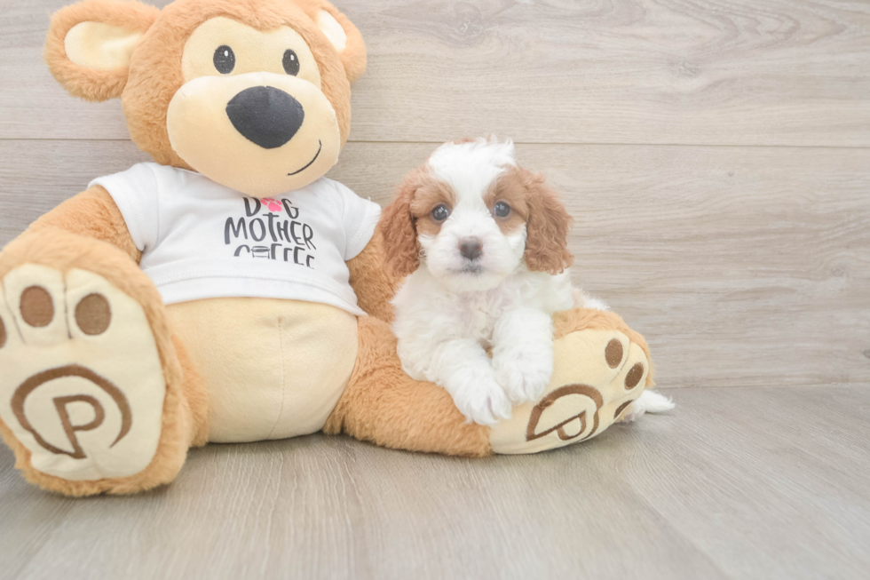 Cavapoo Pup Being Cute