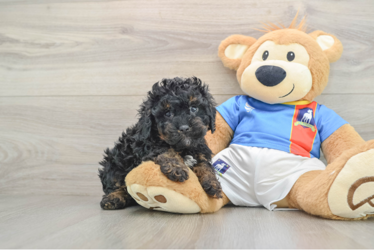 Cavapoo Pup Being Cute