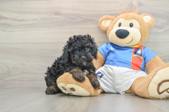 Cavapoo Pup Being Cute
