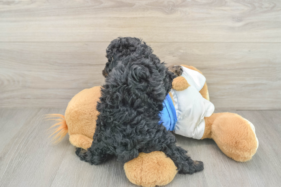 Popular Cavapoo Poodle Mix Pup