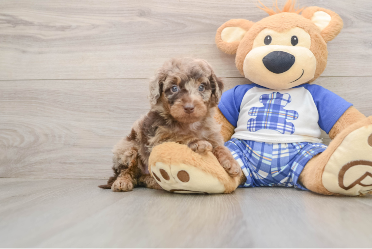 Small Cavapoo Baby