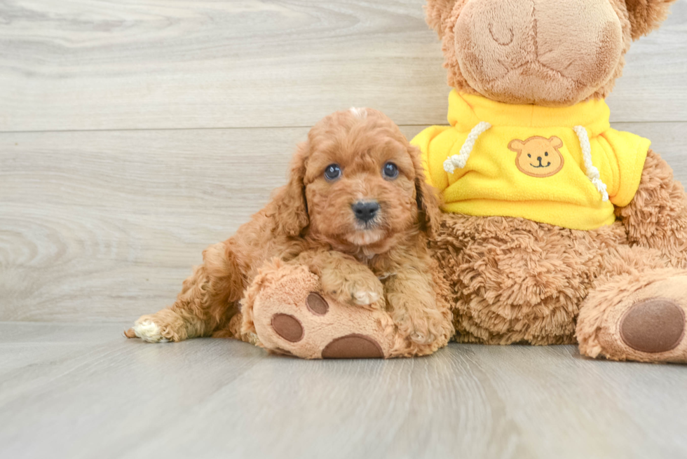 Cavapoo Pup Being Cute