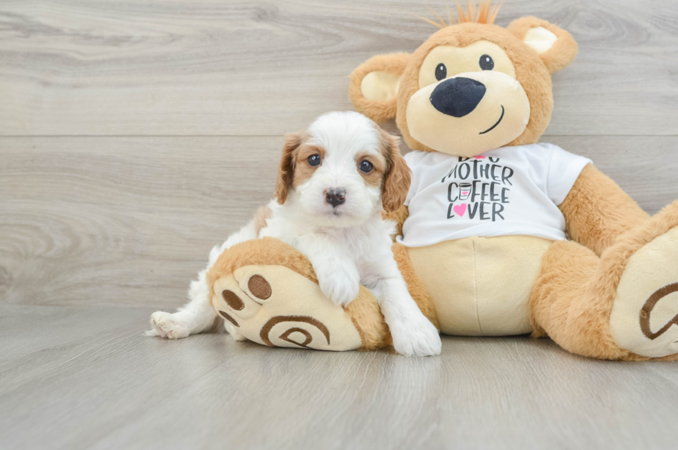 5 week old Cavapoo Puppy For Sale - Lone Star Pups