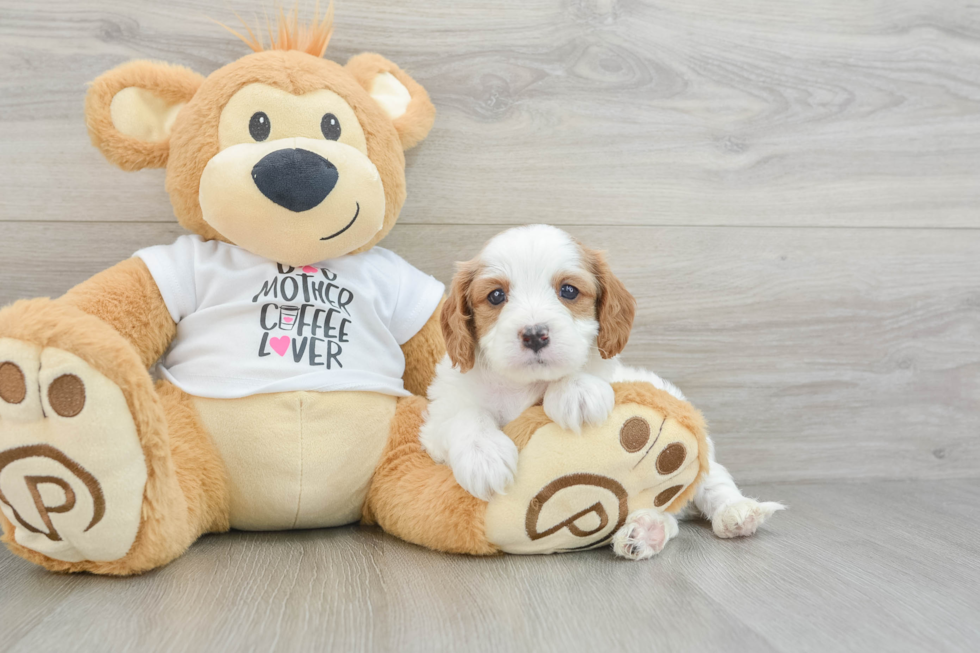 Energetic Cavoodle Poodle Mix Puppy