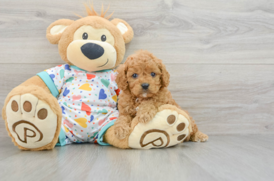 Cavapoo Pup Being Cute