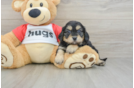 Sweet Cavapoo Baby