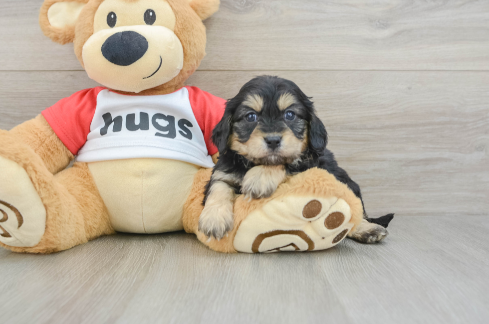 7 week old Cavapoo Puppy For Sale - Lone Star Pups