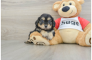 Smart Cavapoo Poodle Mix Pup