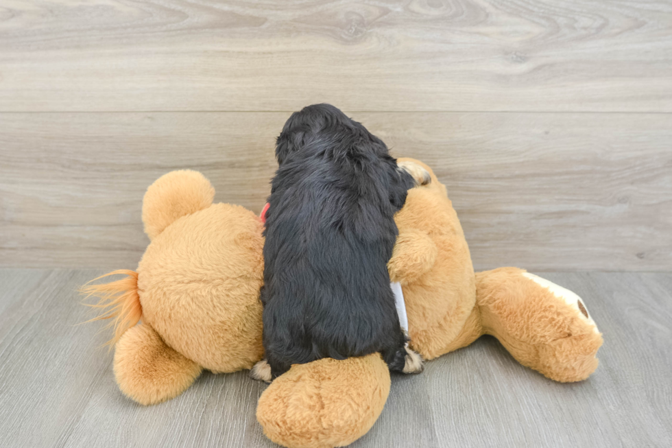 Cavapoo Puppy for Adoption