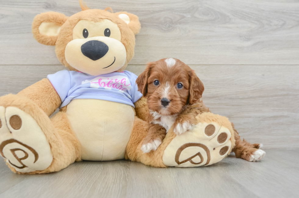 5 week old Cavapoo Puppy For Sale - Lone Star Pups