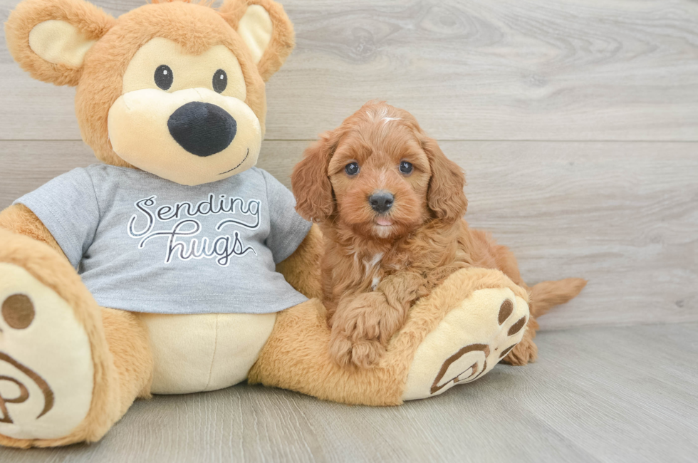 6 week old Cavapoo Puppy For Sale - Lone Star Pups